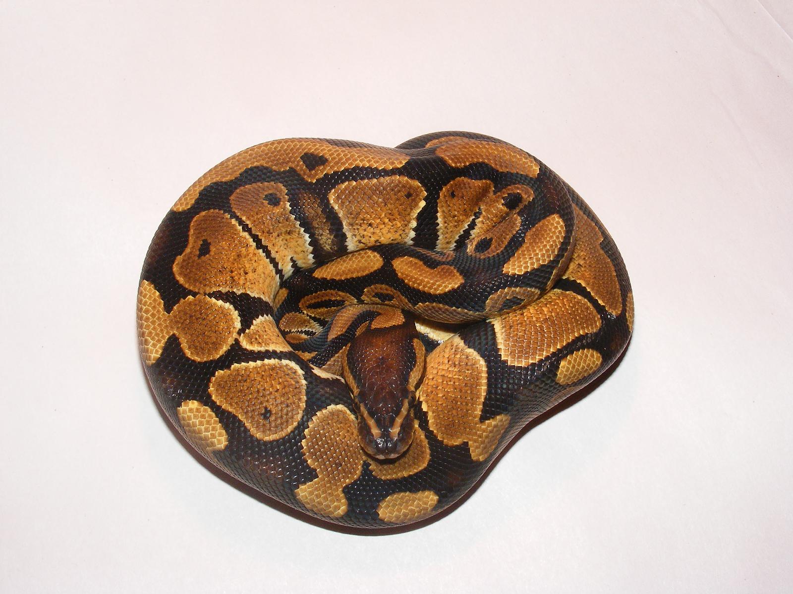 Het Albino Male