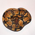 Het Albino Male