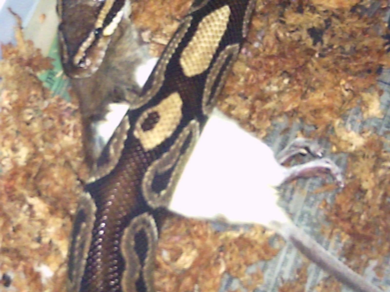 My Bp Feeding