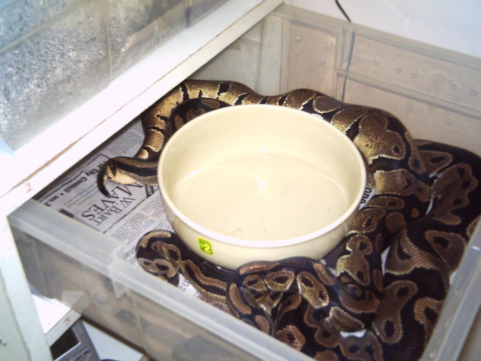 taree x female 2