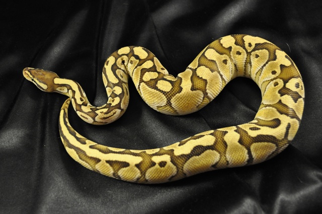 Lester