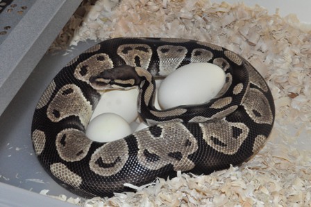 Saphira Clutch 1