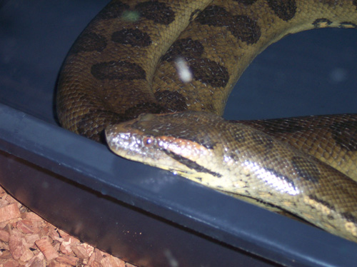 morsheeba5