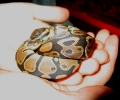 Snake23