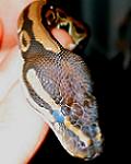 Snakeavatar