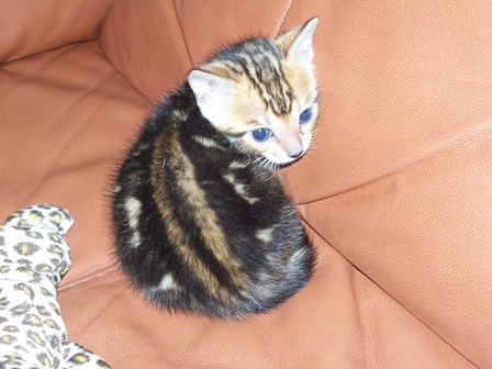 Bengals