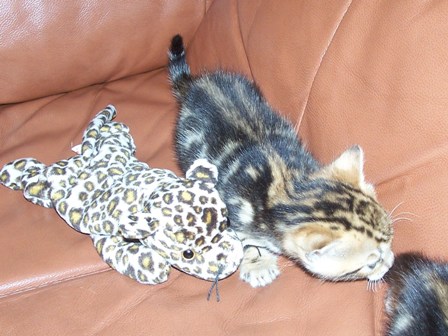 Bengals