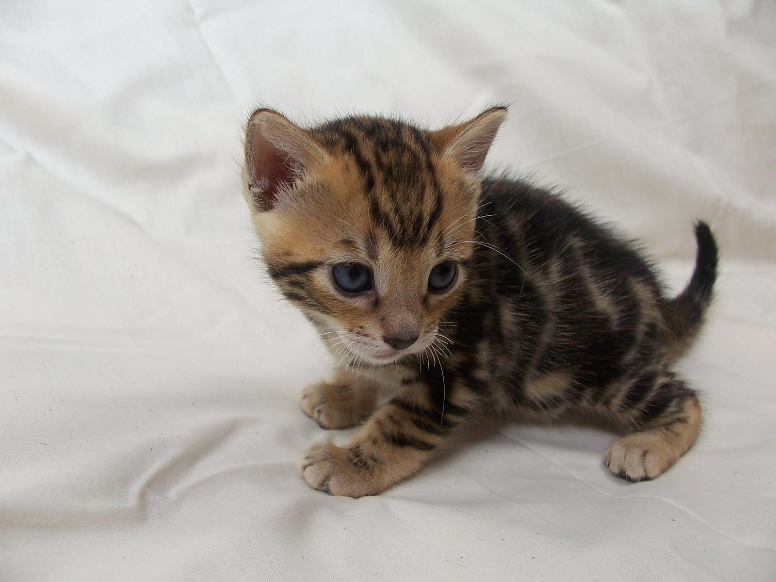Bengal babies