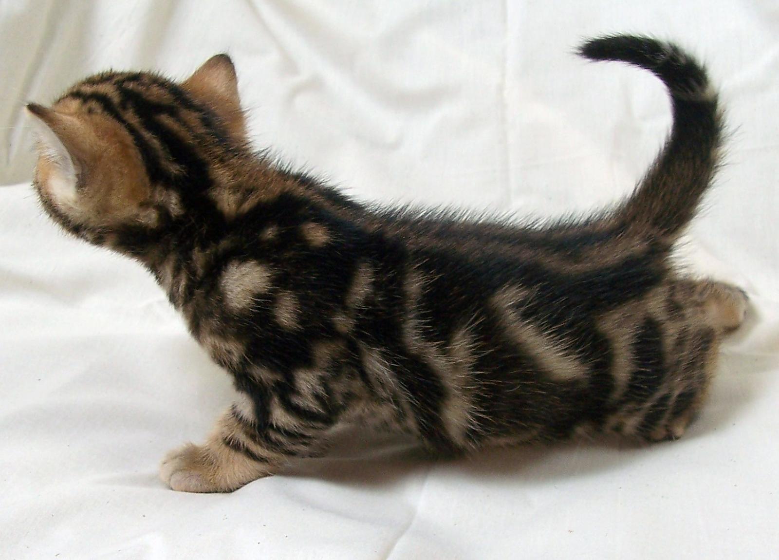 Bengal babies
