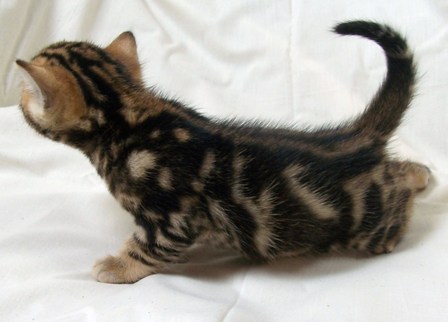 Bengals