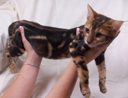 Bengals
