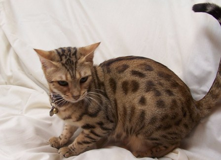 Bengals