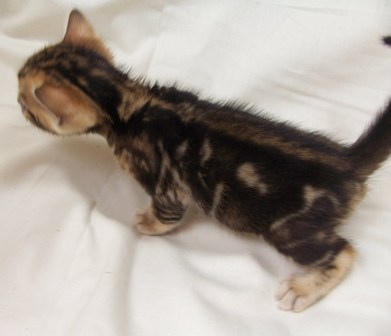 Bengals