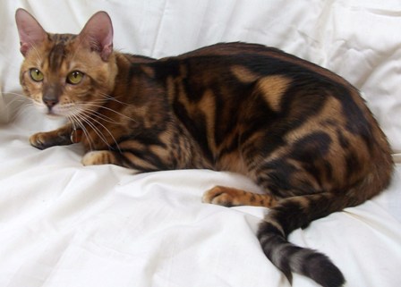 Bengals