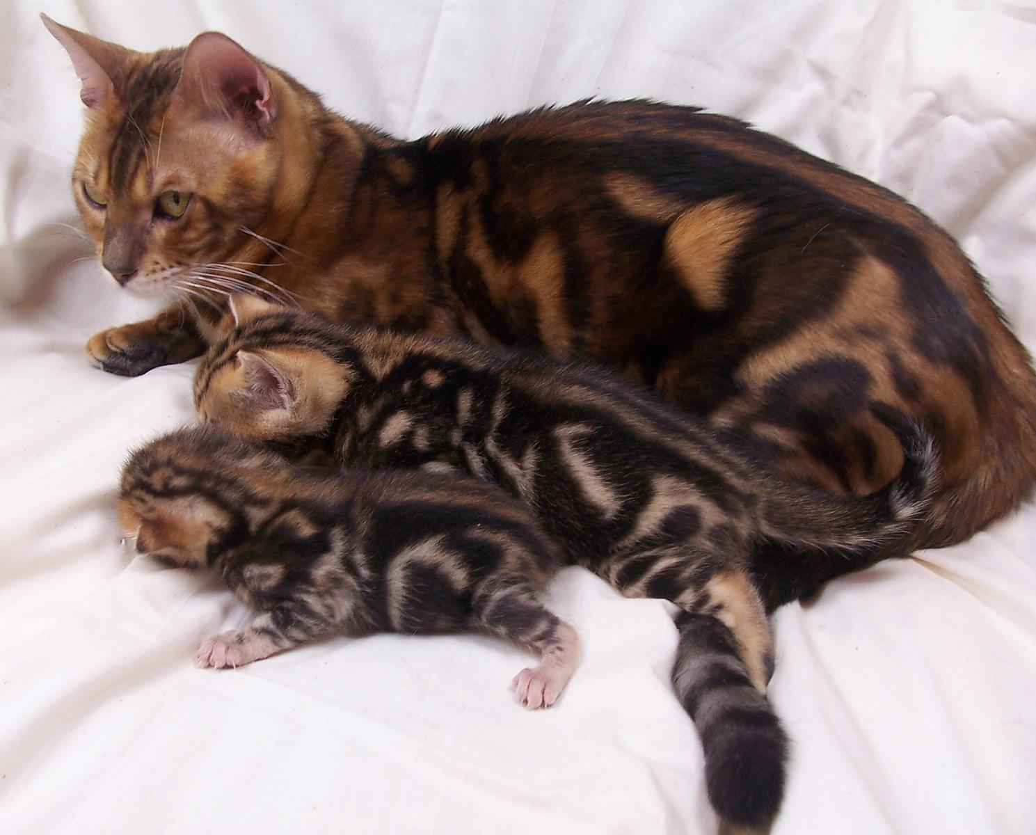 Bengal babies
