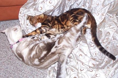 Bengals