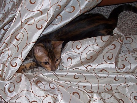 Bengals