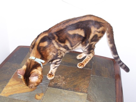 Bengals