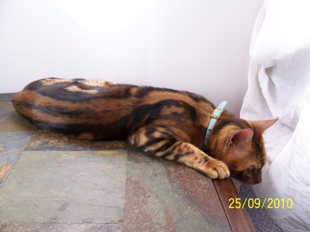 Bengals