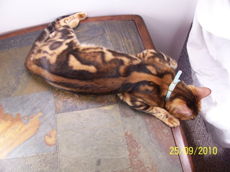 Bengals