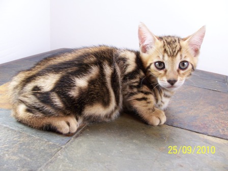 Bengals