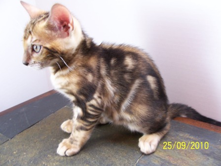 Bengals