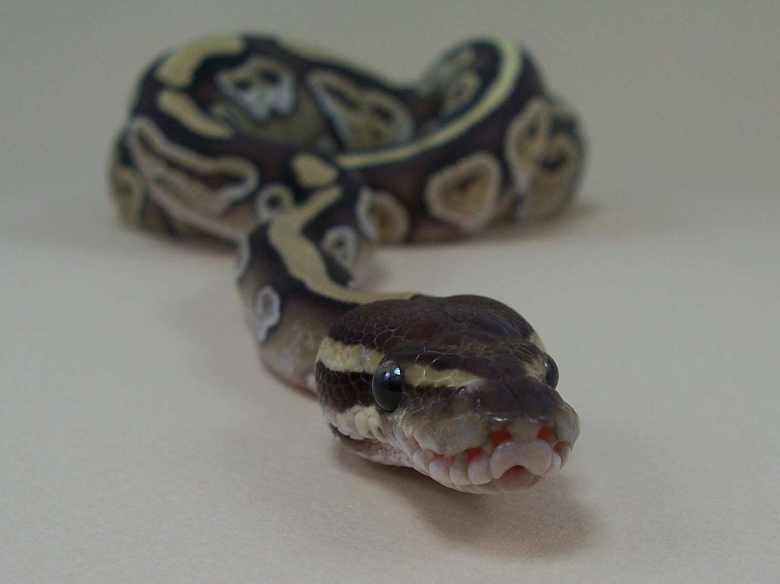 Mojave F4