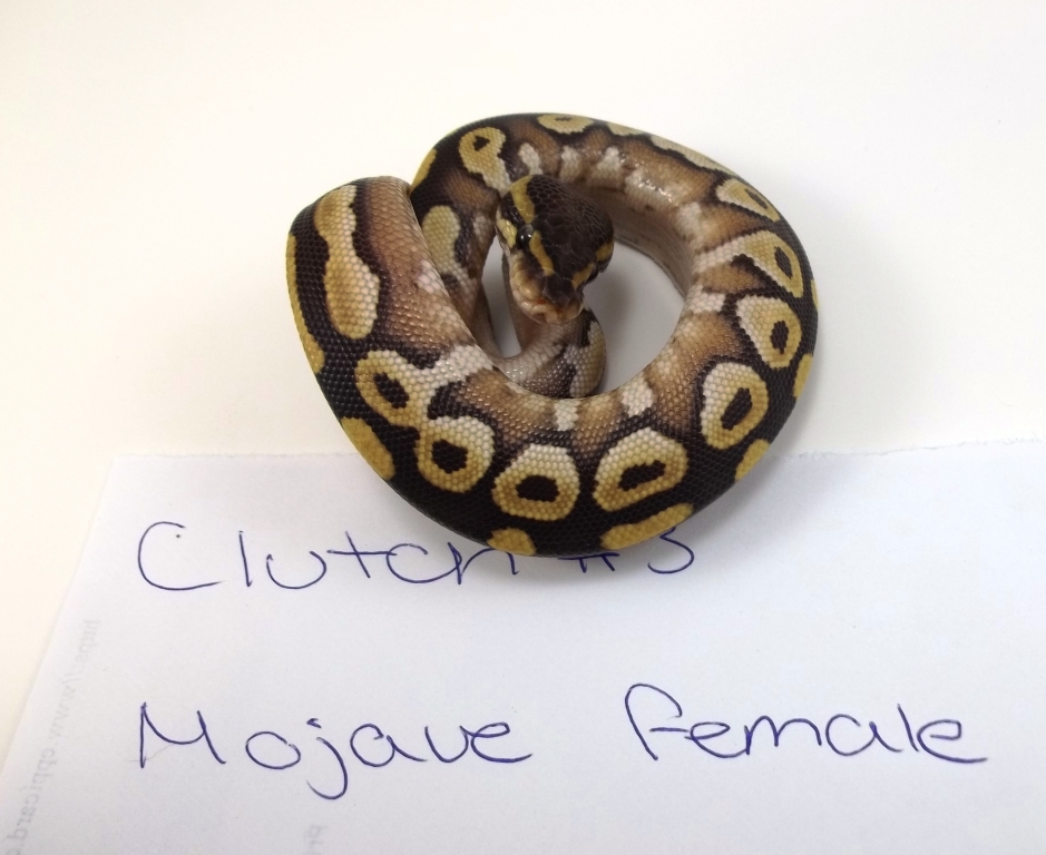 mojavef 3