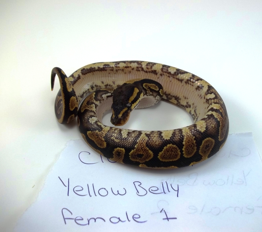 yellowbellyf1