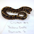 yellowbellyf1 5