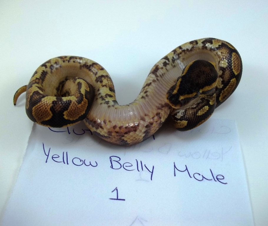 yellowbellym1