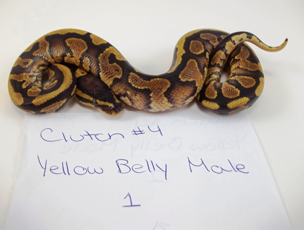 yellowbellym1 3