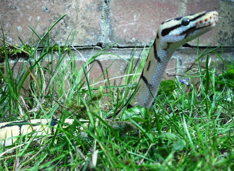Bee Outside