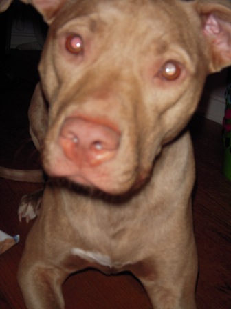 Duchess