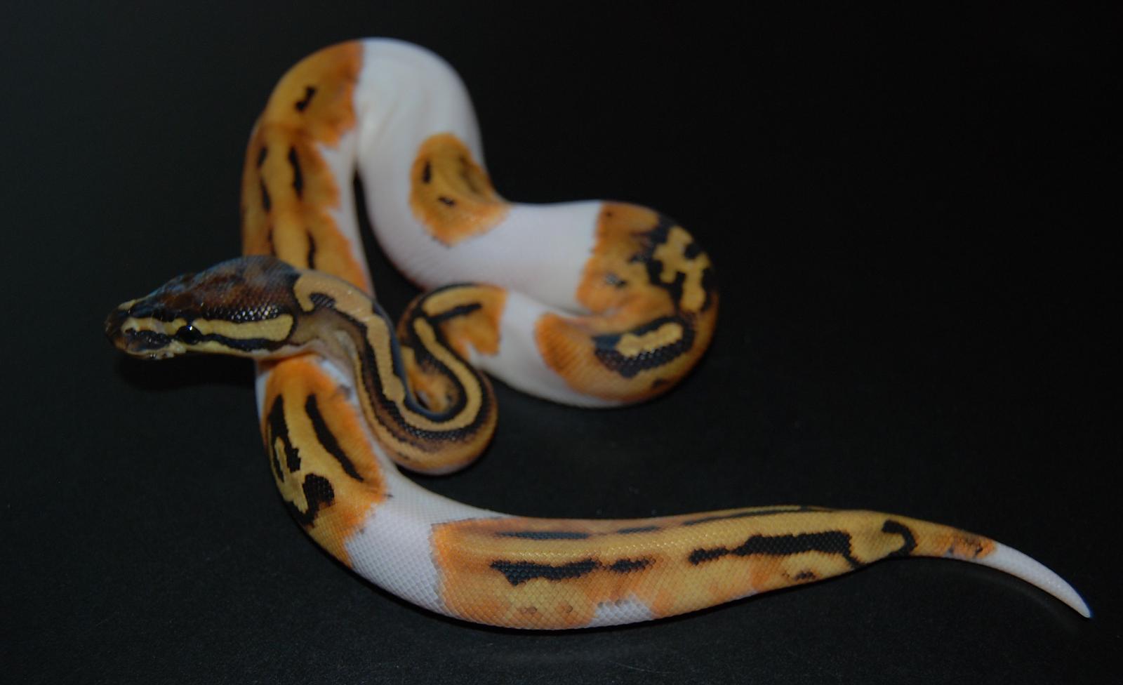 Soma, my new Pied male