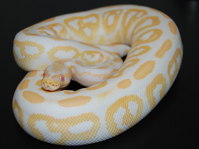 Ms. Albino Black Pastel