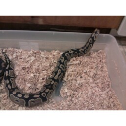 My snakes