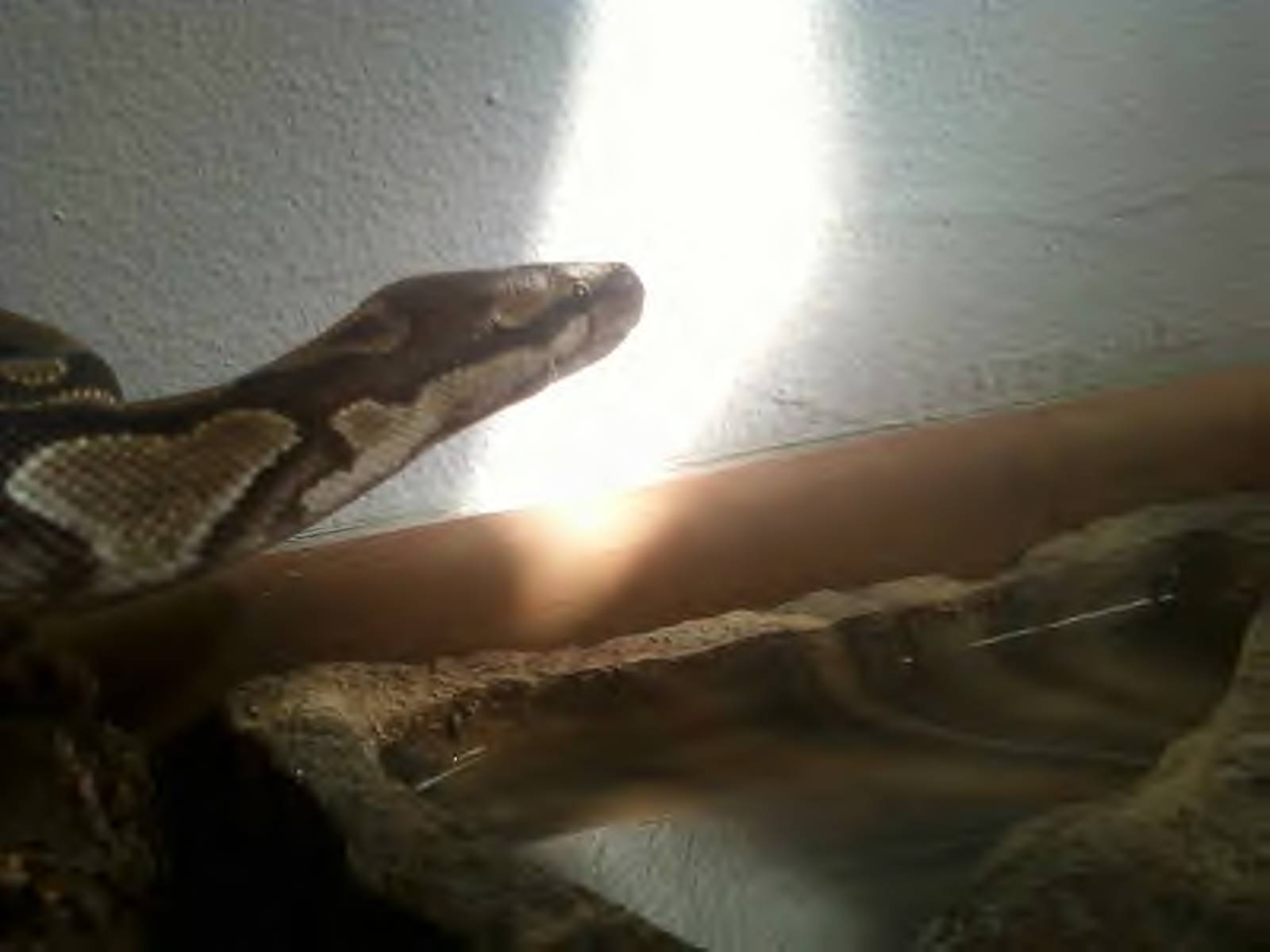 Snakes