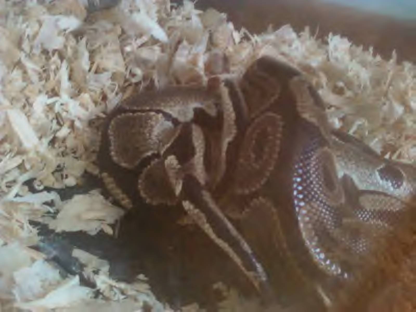 Snakes