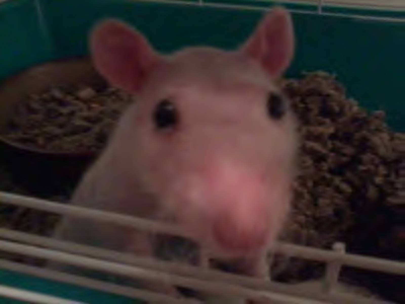 Rufus