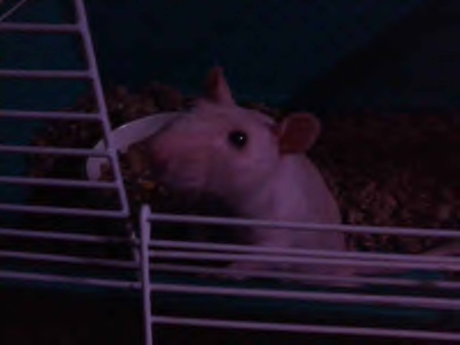 Rufus