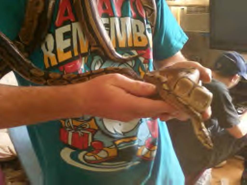 Snakes