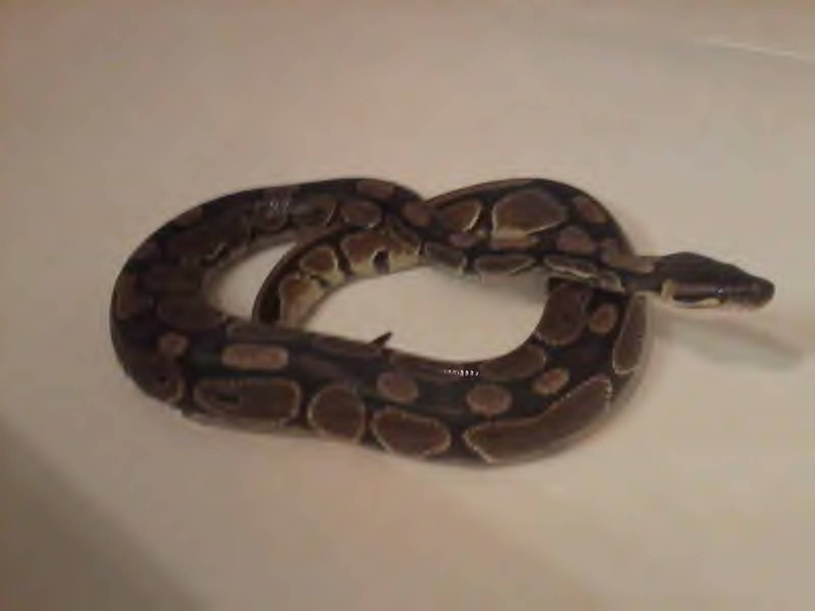 Zeus soaking; ready for Shed.