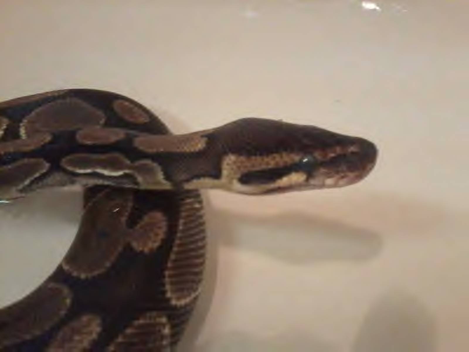 Zeus soaking; ready for Shed.