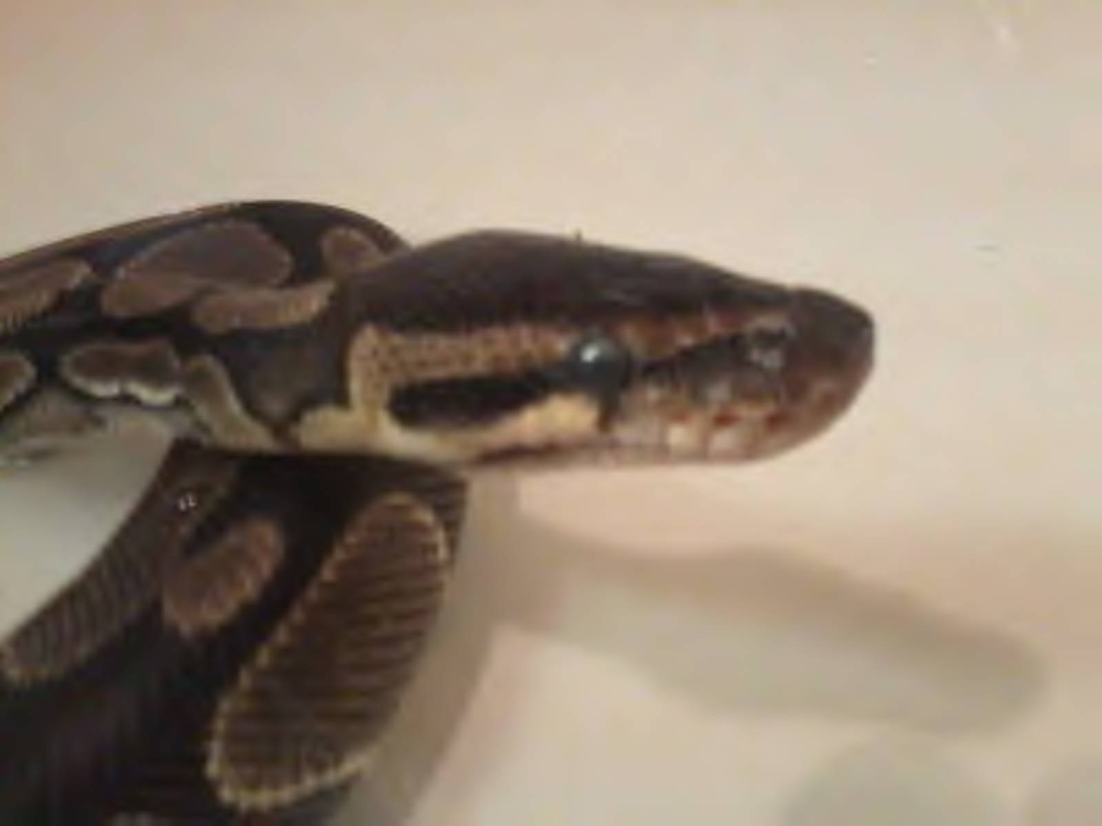 Zeus soaking; ready for Shed.