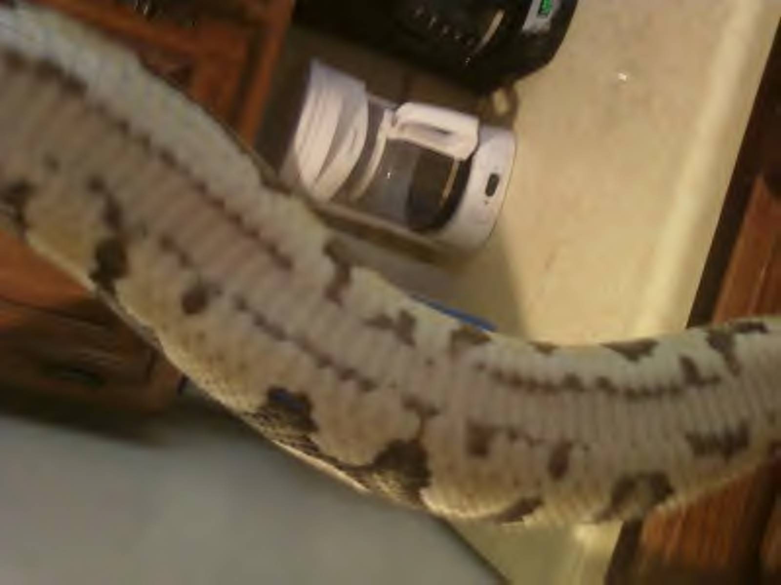 Snakes