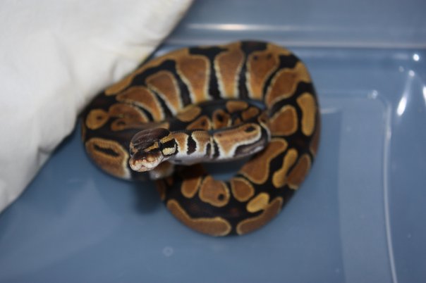 Het Albino Female