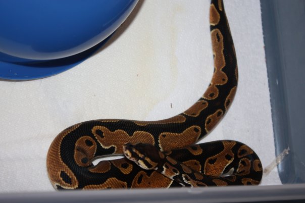 Het Albino Male