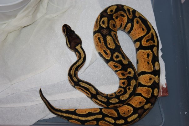 Lemon Pastel Female