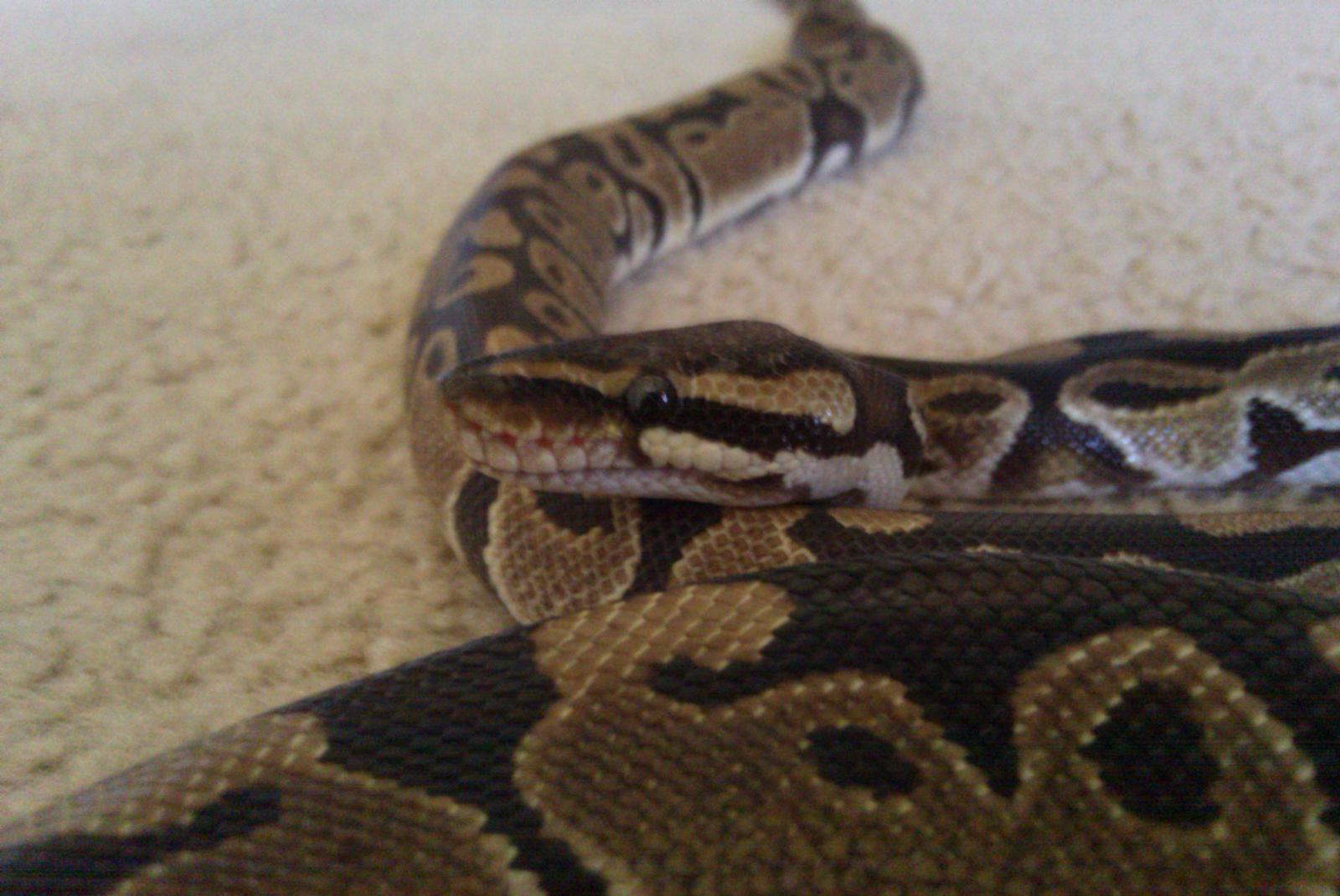 A Few Pics Of My New Boys
